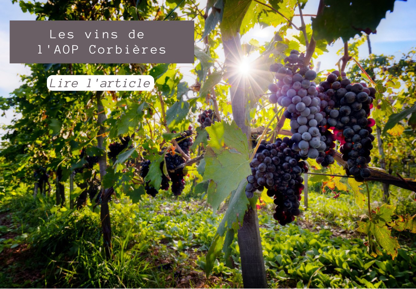 Les vins de l'AOP Corbières